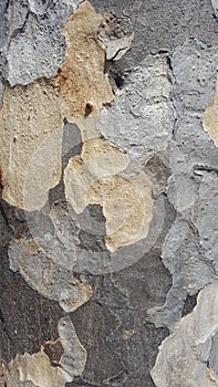 tree detail,Cortex texture Caesalpinia granadillo photo